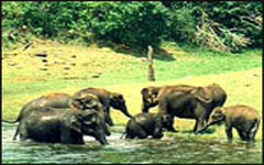 wildlife safari in kerala